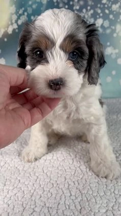 Cockapoo dogs for sale: Cassie - Video 1