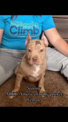 American Bully dogs for sale: Stormy - Video 1