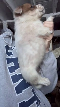 Australian Cattle Dog dogs for sale: Vixen - Video 1