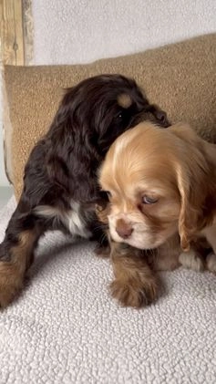 Cocker Spaniel dogs for sale: Ruby - Video 1