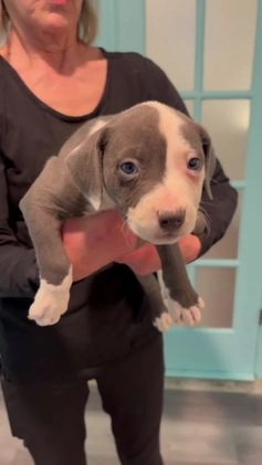 American Bully dogs for sale: American Bully Puppy 4 - Video 1
