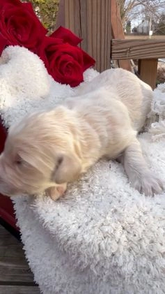 Goldendoodle dogs for sale: Cloud  - Video 1