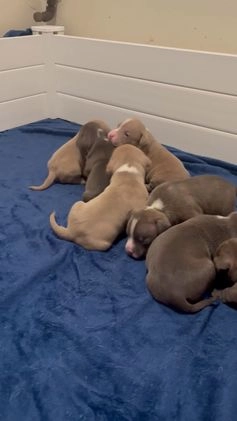 American Bully dogs for sale: Little baby  - Video 1