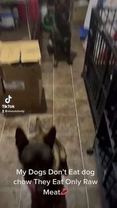 Belgian Malinois dogs for sale: Belgian Malinois Puppy 2 - Video 1