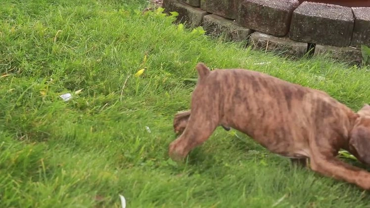 Boxer dogs for sale: Elsie - Video 9