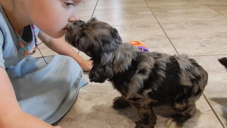 Cockapoo dogs for sale: Bentley - Video 1