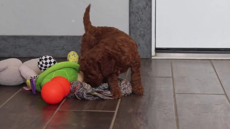 Mixed Breed dogs for sale: Gertie – Female (F7925) - Video 1