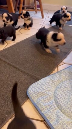 German Shepherd dogs for sale: Foxy - German Shepherd Puppy  - Video 1