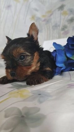 Yorkshire Terrier dogs for sale: Catrina - Video 1