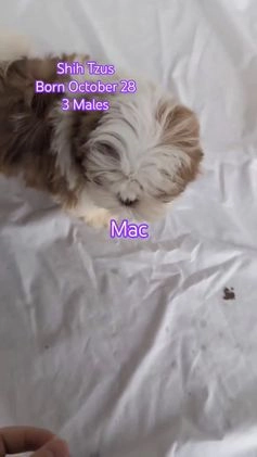 Shih Tzu dogs for sale: Mason - Video 2