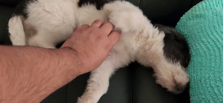 Mixed Breed dogs for sale: BERNADETTE - Video 1