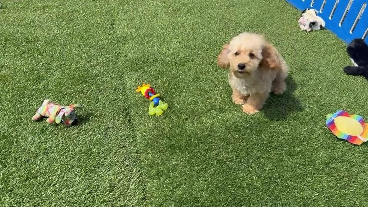 Maltipoo dogs for sale: Eldo - Video 2
