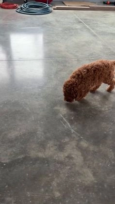 Miniature Poodle dogs for sale: Paisley - Video 1