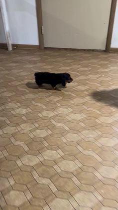 Miniature Dachshund dogs for sale: Bonnie - Video 1