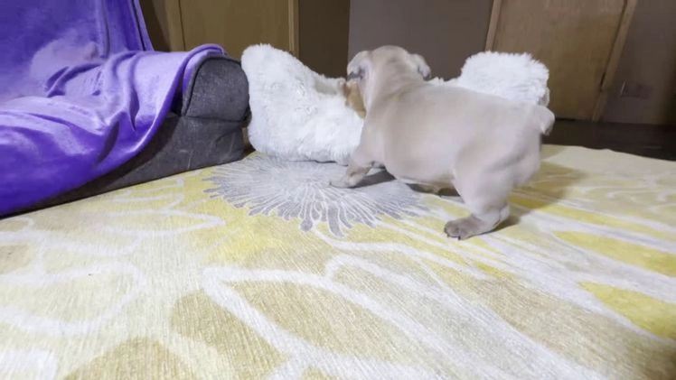 French Bulldog dogs for sale: Pibble - Video 1