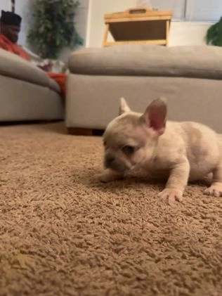 French Bulldog dogs for sale: French Bulldog Puppy 2 - Video 1