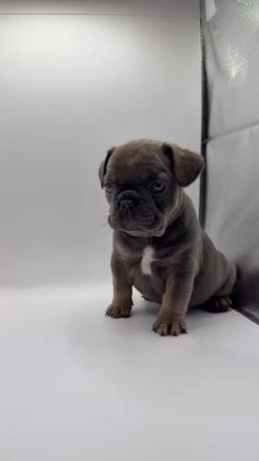 French Bulldog dogs for sale: French Bulldog Puppy 1 - Video 2
