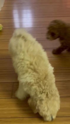 Bichpoo dogs for sale: Bichpoo Puppy 1 - Video 1