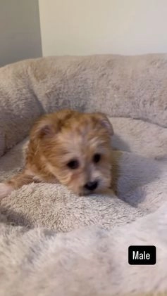 Morkie dogs for sale: Jax - Video 1