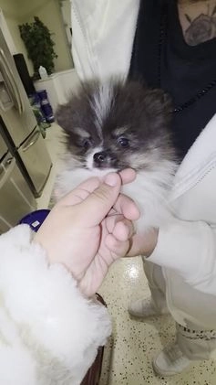 Pomeranian dogs for sale: Pomeranian Simon - Video 1