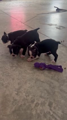 Boston Terrier dogs for sale: Ricky - Video 1