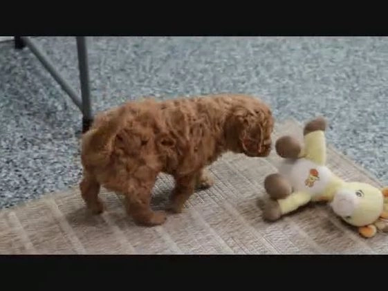 Mini Goldendoodle dogs for sale: Layla - Video 2