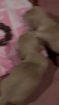 Miniature Dachshund dogs for sale: Miniature Dachshund Puppy 1 - Video 1