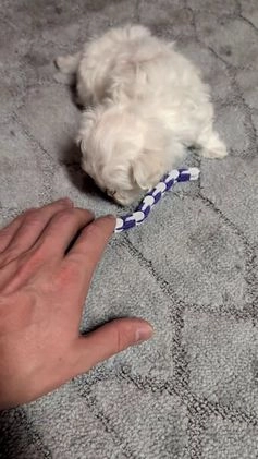 Maltese dogs for sale: Koko - Video 1