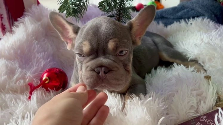 French Bulldog dogs for sale: French Bulldog Puppy 1 - Video 1