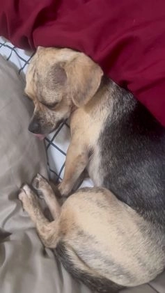 Mixed Breed dogs for sale: Mixed Breed Puppy 2 - Video 3