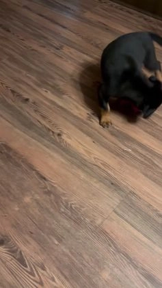 Rottweiler dogs for sale: Nae - Video 2