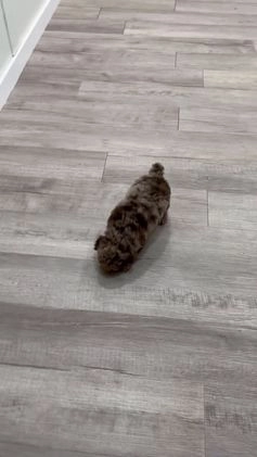 Miniature Poodle dogs for sale: Marla - Video 1