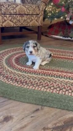 Aussiedoodle dogs for sale: Cooper -mini - Video 2