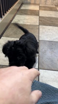 Yochon dogs for sale: Benson - Video 1