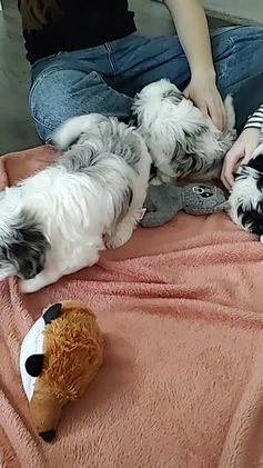 Maltipoo dogs for sale: Chubbs - Video 1