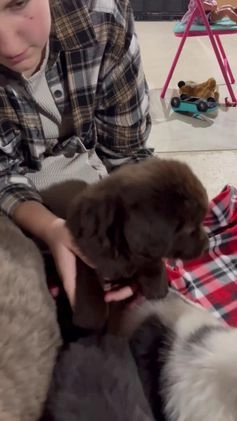 Newfoundland dogs for sale: Harley - Video 2