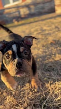 American Bully dogs for sale: American Bully Puppy 1 - Video 1