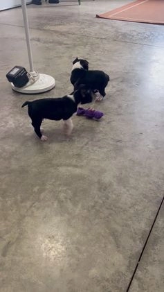 Boston Terrier dogs for sale: Bubba - Video 1
