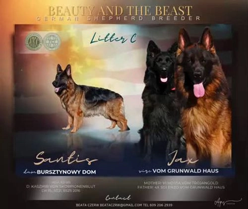 German Shepherd dogs for sale: German Shepherd Puppy 1 - Video 1