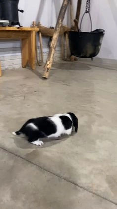 Miniature Dachshund dogs for sale: Oscar - Video 1