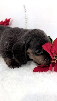 Miniature Dachshund dogs for sale: Xavier - Video 1