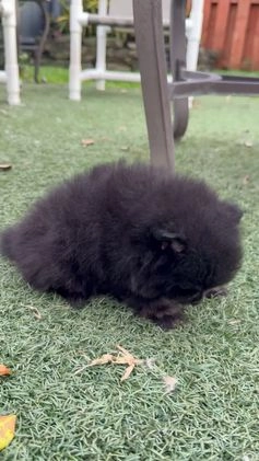 Pomeranian dogs for sale: Pomeranian Puppy 2 - Video 1