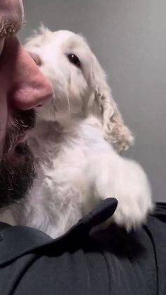 Goldendoodle dogs for sale: BELL - Video 2