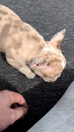 Frenchton dogs for sale: Lance - Video 1