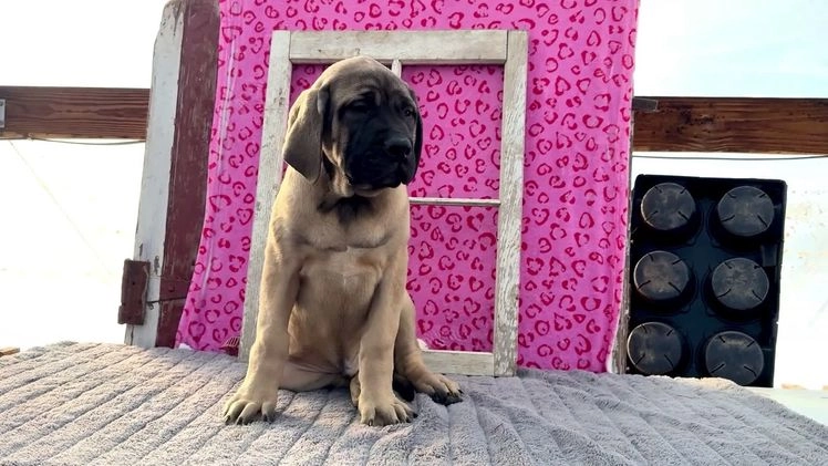 English Mastiff dogs for sale: Zeke - Video 2