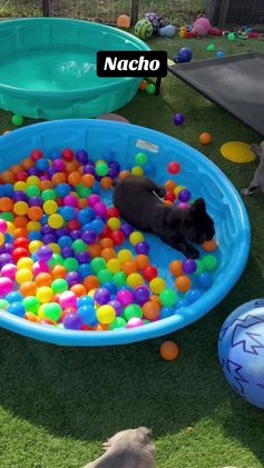 French Bulldog dogs for sale: Nacho - Video 2