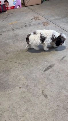 Cavapoo dogs for sale: Jessica - Video 1