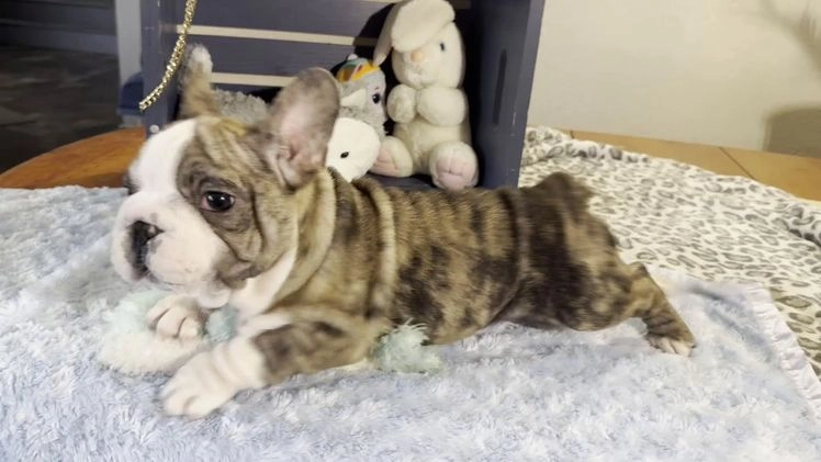 French Bulldog dogs for sale: Ben - Video 1