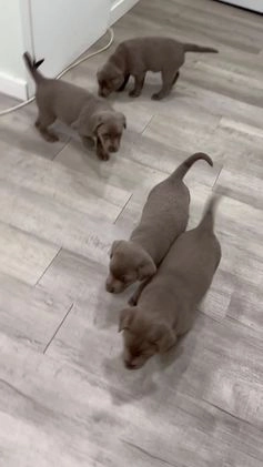 Labrador Retriever dogs for sale: Misty - Video 2