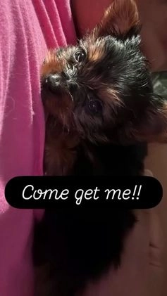 Yorkshire Terrier dogs for sale: Yorkshire Terrier Puppy 2 - Video 1